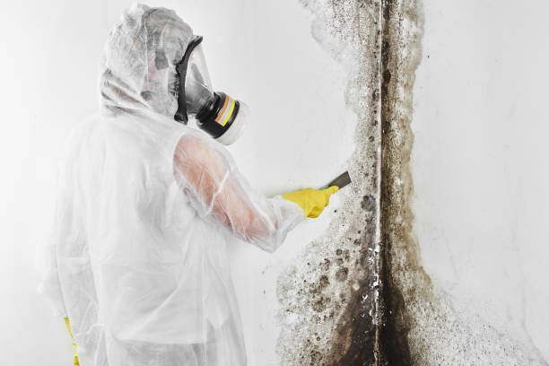 Best Industrial Mold Remediation in Wrightsville, AR