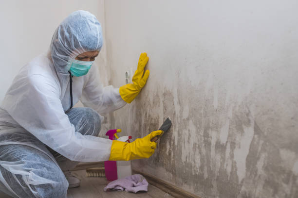 Best Commercial Mold Remediation in Wrightsville, AR
