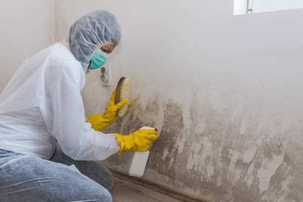 Best White Mold Remediation in Wrightsville, AR